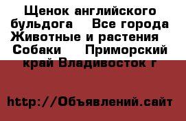 Щенок английского бульдога  - Все города Животные и растения » Собаки   . Приморский край,Владивосток г.